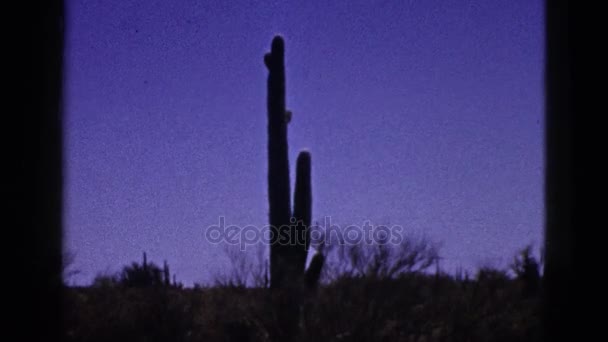 Vue du désert avec des cactus — Video