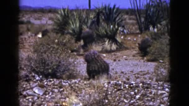 Observando vista do deserto com cactos — Vídeo de Stock