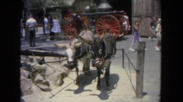 Два осла стоят на улице — стоковое видео