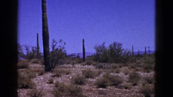 Спостереження за пустелею з кактусами — стокове відео