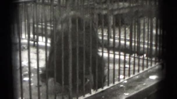 Urso fazendo rolo na gaiola — Vídeo de Stock