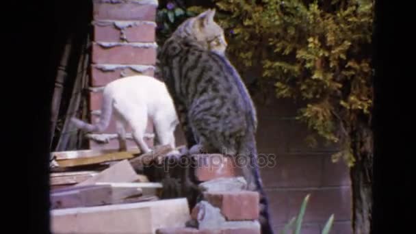 Dos gatos en la pared de ladrillo — Vídeo de stock