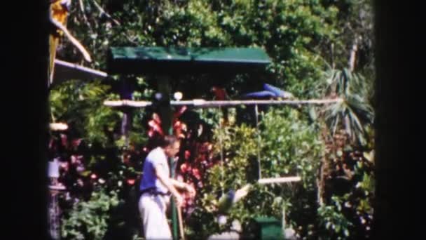 Hombre entrenando loros tropicales — Vídeos de Stock