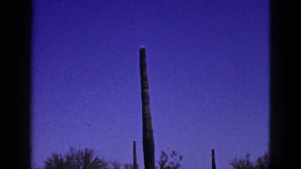 Observación de vista del desierto con cactus — Vídeos de Stock