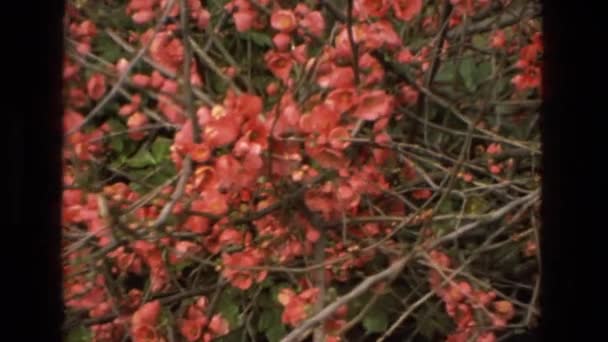 정원에 핀 분홍 꽃 — 비디오