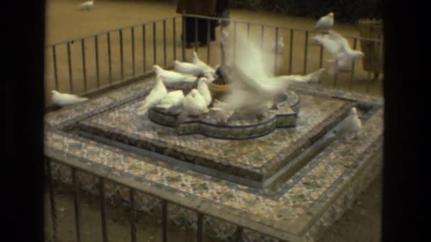 鸽子喝水 — 图库视频影像