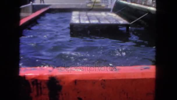 海豹在水箱 — 图库视频影像