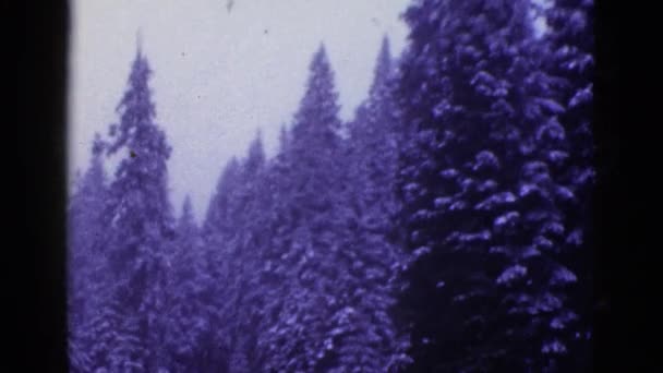 Pinos cubiertos de nieve — Vídeo de stock