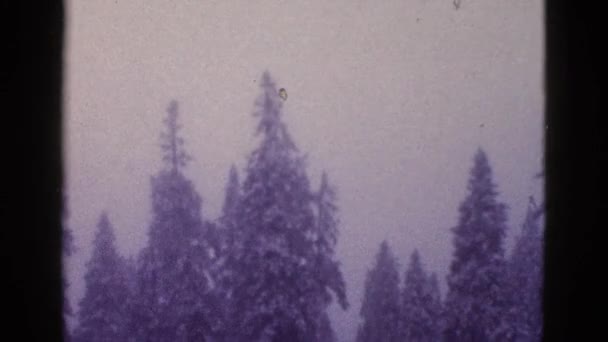 Pine bomen bedekt met sneeuw — Stockvideo