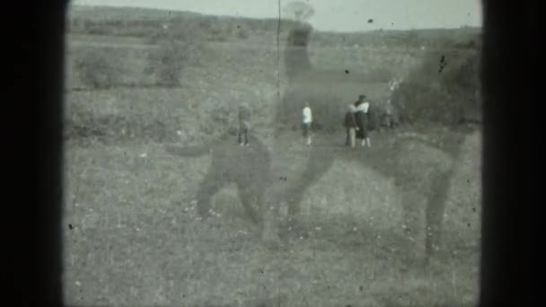 Chien portant un harnais avec un chiot — Video