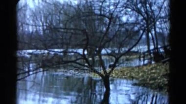 bir orman alanı görülür