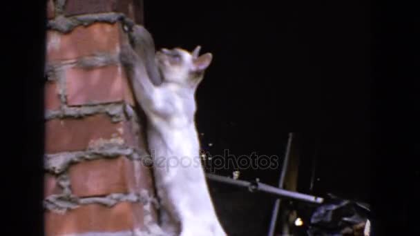 Cat klättring tegelvägg — Stockvideo