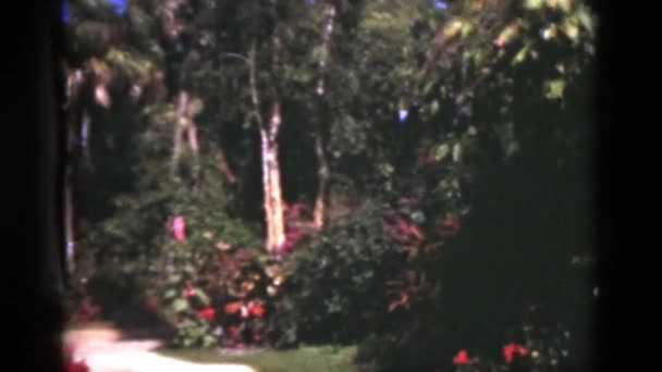 Bosque frondoso verde — Vídeos de Stock