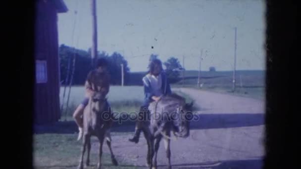 En hästar ses med ryttare — Stockvideo