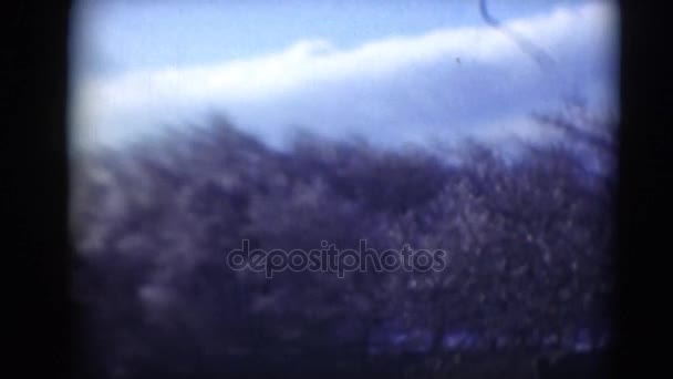 Vista borrosa de árboles cubiertos de nieve — Vídeo de stock