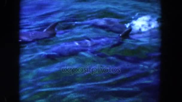 Delfines nadando en la superficie del agua — Vídeos de Stock