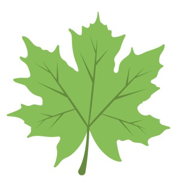  Akçaağaç Yaprağı vektör simgesi