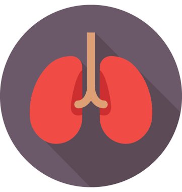 Akciğerler renkli vektör simgesi