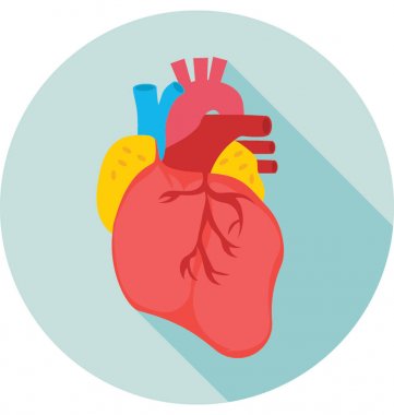 İnsan Kalbi vektörü simgesi