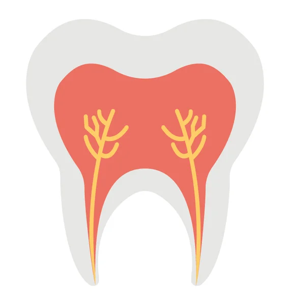 Icono Plano Diseño Del Diente Con Sus Raíces — Vector de stock