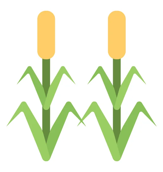 Maisfeld Mit Frischen Maiskörnern Maisanbau — Stockvektor