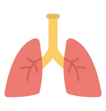 İnsan solunum organı, akciğer