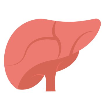 İnsan organ karaciğer düz simgesi tasarım