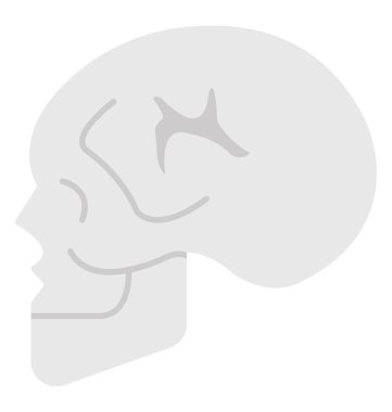 İnsan kafa iskeleti, insan kafatası 