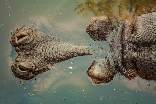  su aygırı başkanı sudan sürünerek