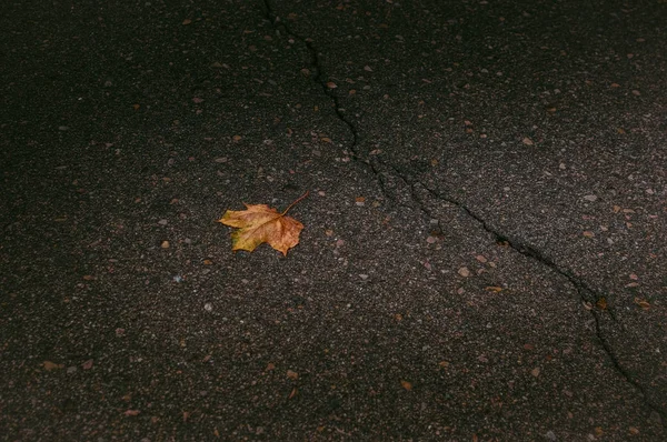 Asvaltus yalnız sonbahar yaprağı