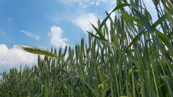 Farmer Field Green Spikelets Wheat — Stock Photo, Image