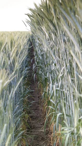 Twee boeren velden, rogge en tarwe in de zomer — Stockfoto