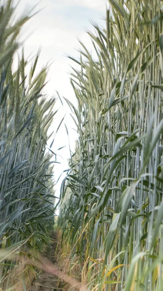 夏に小麦とライ麦のフィールド、2 つの農民 — ストック写真