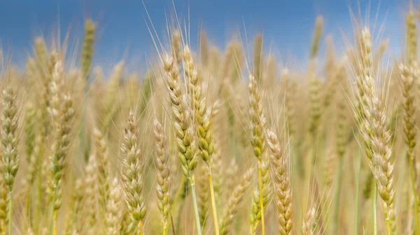 Buğday çiftlik alanında sarı spikelets — Stok fotoğraf