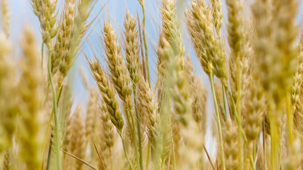 Spikelets Buğday Çiftlik Alanı Yaz — Stok fotoğraf