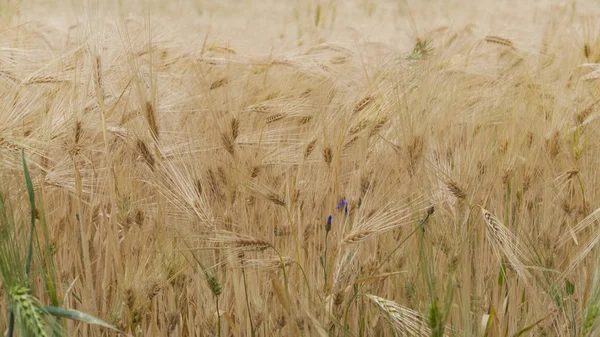 Farmer field with green spikelets of wheat — Stock Photo, Image