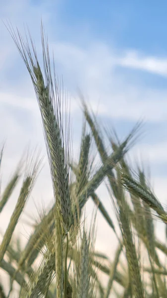 Çiftçi alan buğday yeşil spikelets ile — Stok fotoğraf