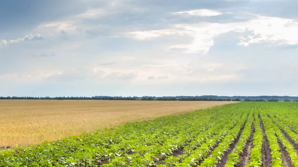 Farm field with young sprouts of sunflowers and field with yellow wheat, sky with clouds — Stock Photo, Image