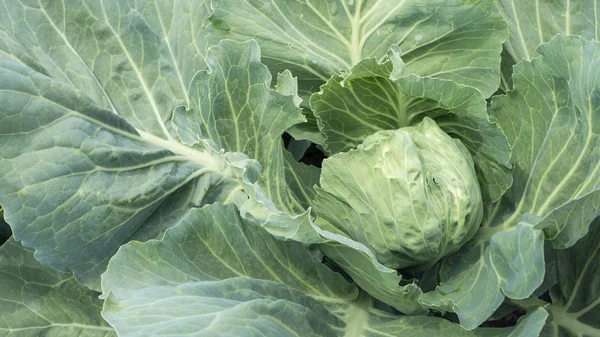 Young cabbage with large leaves on the farm field Royalty Free Stock Photos