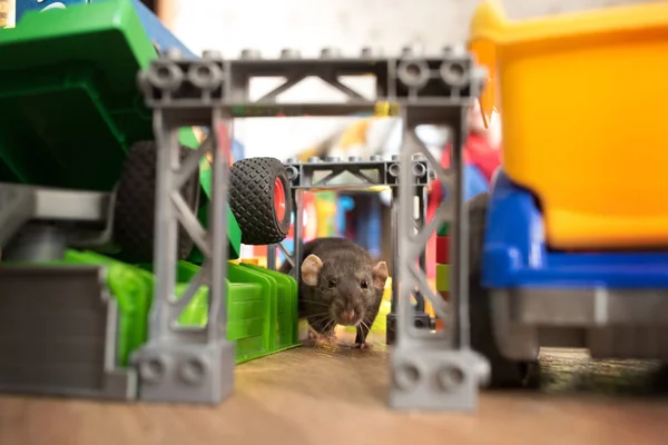 Animale Domestico Grigio Ratto Corre Tra Giocattoli Dei Bambini — Foto Stock