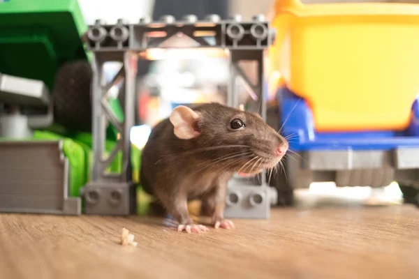 Gri Sıçan Evcil Hayvan Çocukların Oyuncakları Arasında Çalışır — Stok fotoğraf