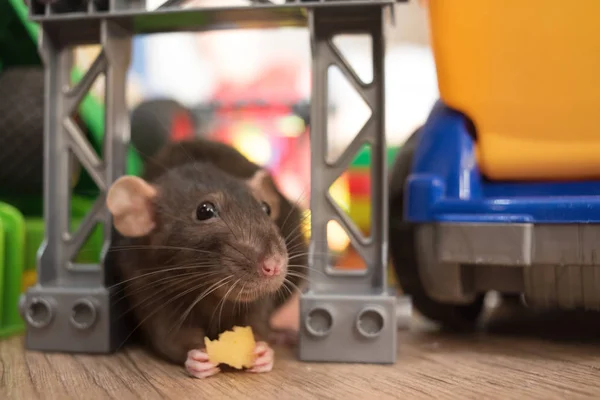 gray domestic rat pet eating cheese among children\'s toys