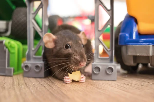 Çocukların Oyuncakları Arasında Peynir Yeme Gri Sıçan Evcil Hayvan — Stok fotoğraf