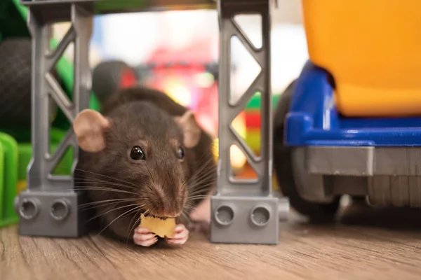 gray domestic rat pet eating cheese among children's toys