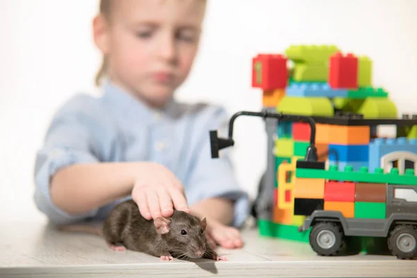 Anak Kecil Sedang Bermain Dengan Tikus Peliharaan Antara Mainan Desainer — Stok Foto