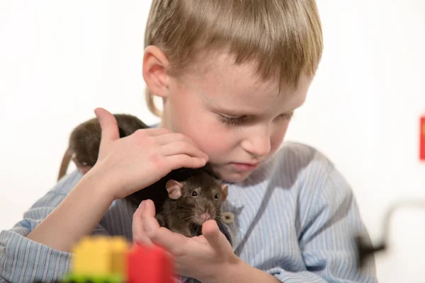 Кіт Сірий Домашній Пацюк Сидить Біля Рук Хлопчика — стокове фото