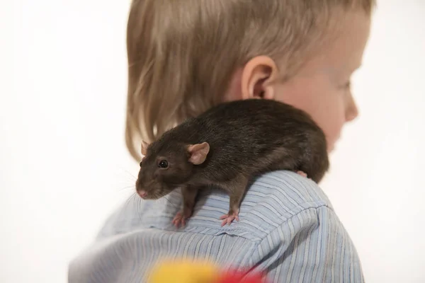 Hewan Peliharaan Tikus Domestik Abu Abu Duduk Seorang Anak Bahunya — Stok Foto