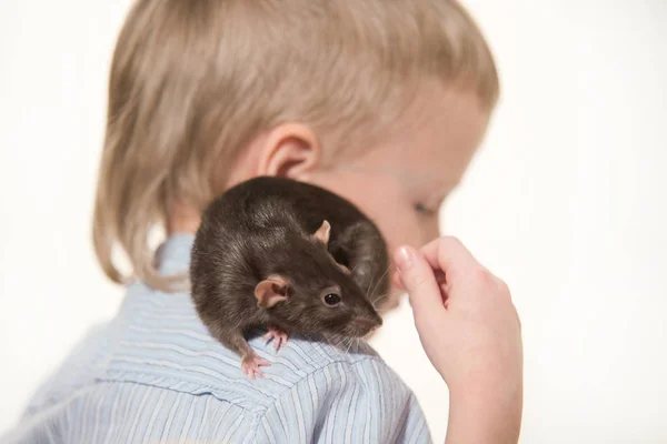 Hewan Peliharaan Tikus Domestik Abu Abu Duduk Seorang Anak Bahunya — Stok Foto