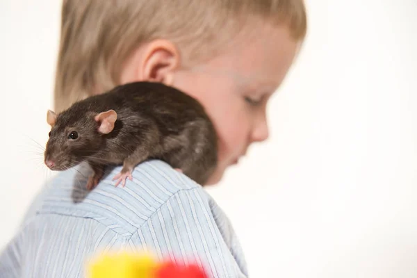 Домашня Тварина Сірий Домашній Пацюк Сидить Хлопчику Плечі — стокове фото