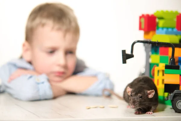 Anak Bermain Dengan Tikus Peliharaan Rumah — Stok Foto